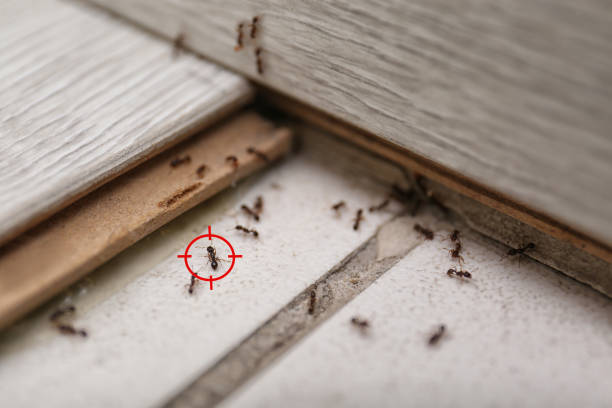 Best Mosquito Control Services  in Litchfield Park, AZ