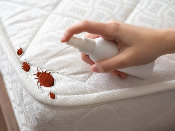 Best Local Pest Control Services  in Litchfield Park, AZ