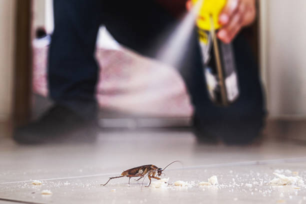 Best Wasp Removal Services  in Litchfield Park, AZ